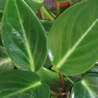 Peperomia maculosa