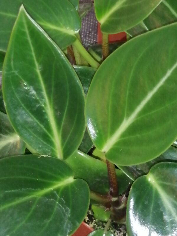 Peperomia maculosa