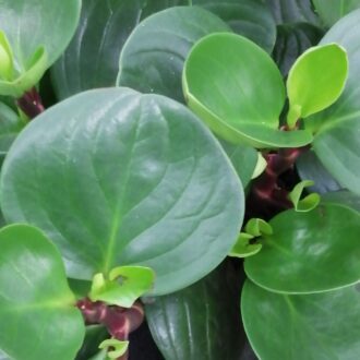 Peperomia Red Canyon