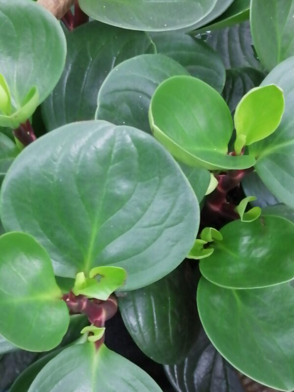 Peperomia Red Canyon