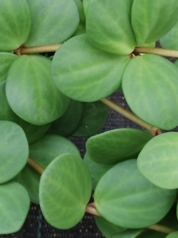 Peperomia tetraphylla 'Hope'