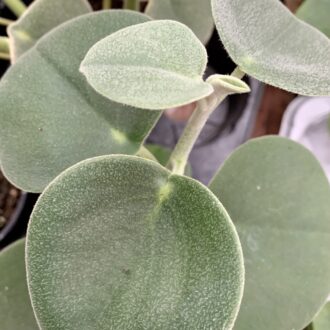 Peperomia incana