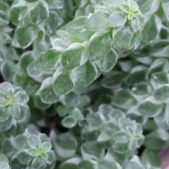 Peperomia columella