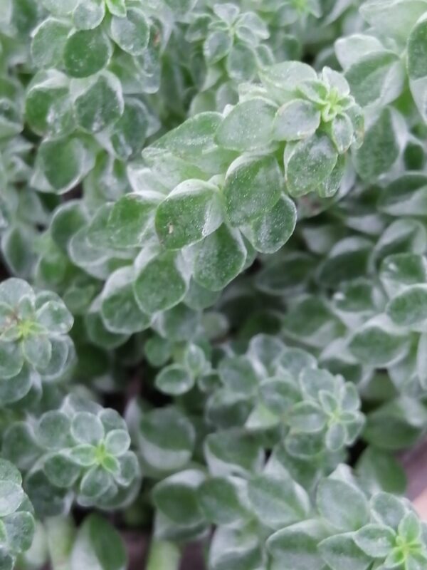 Peperomia columella