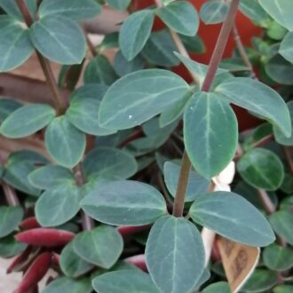 Peperomia verticillata