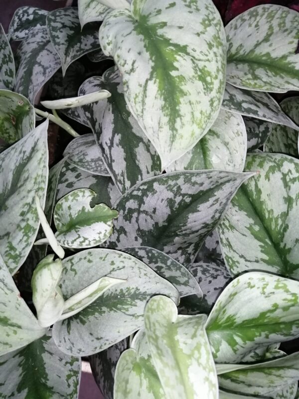 Scindapsus (Epipremnum) pictus Trebie