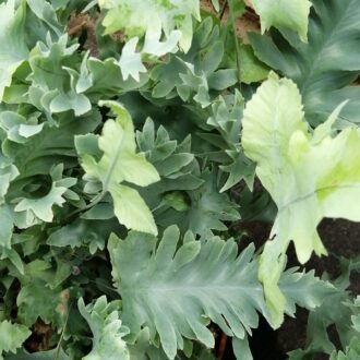 Phlebodium aureum  Davana