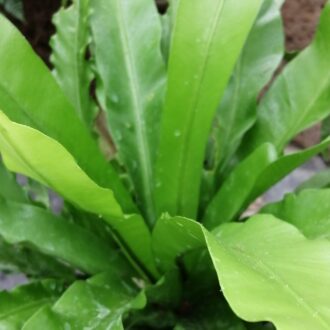 Asplenium antiquum