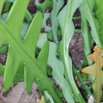 Epiphyllum angulier