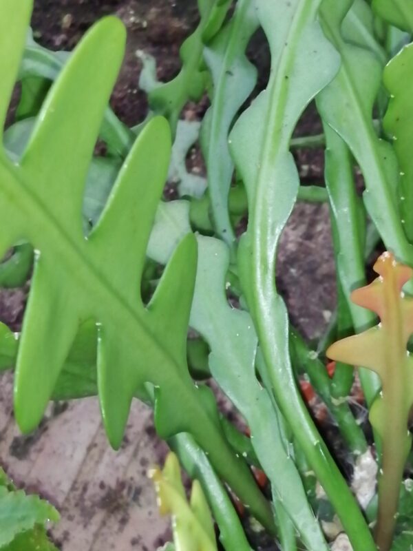 Epiphyllum angulier