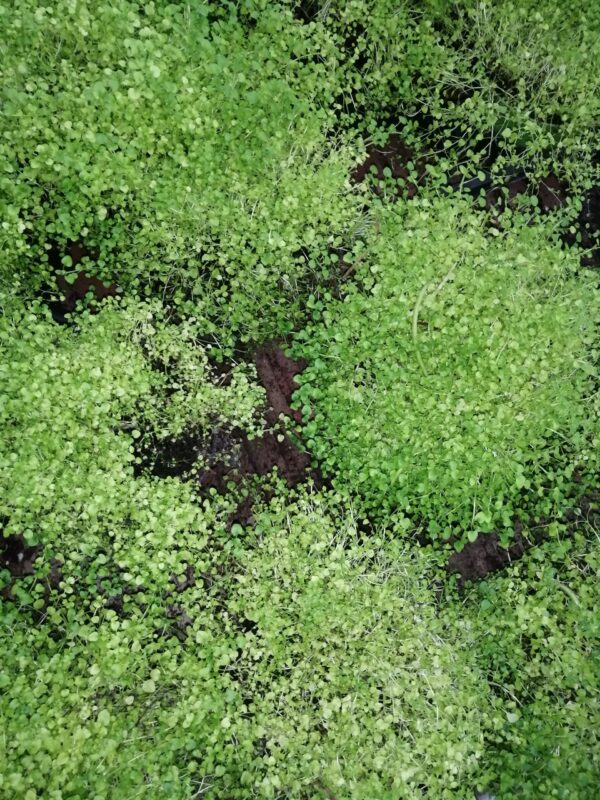 Mentha requienii, menta della Corsica