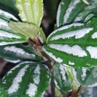Pilea cadierei Pianta alluminio