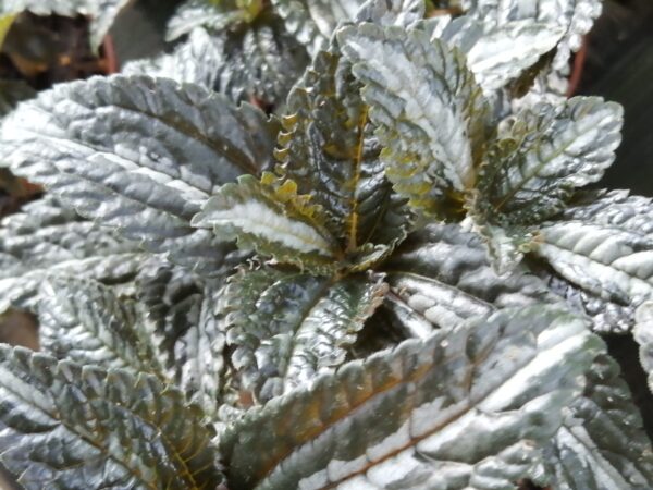 Pilea spruceana 'Silver Tree'