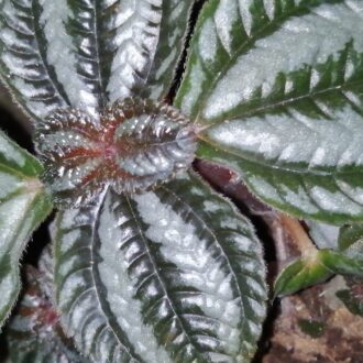 Pilea spruceana