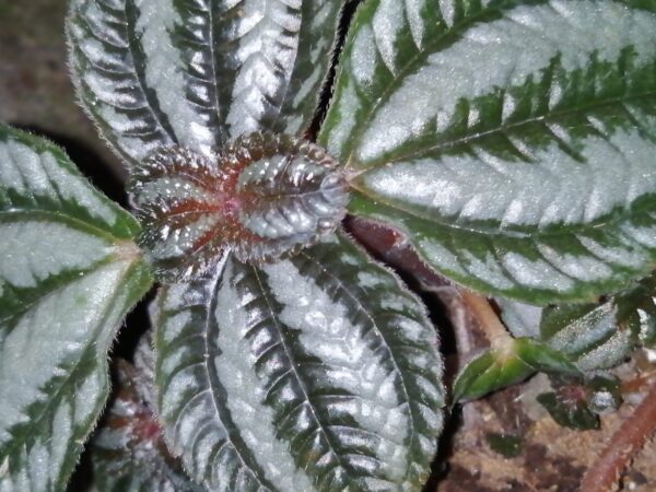 Pilea spruceana