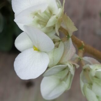 Begonia crassicaulis Lindley