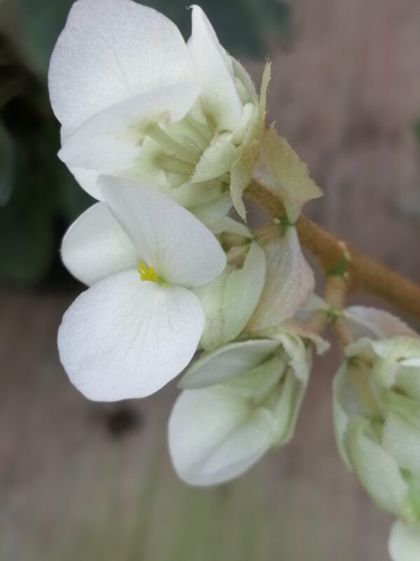 Begonia crassicaulis Lindley