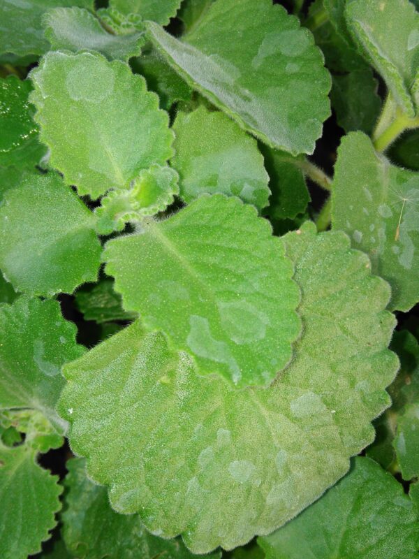 Plectranthus amboinicus '1000 odori'
