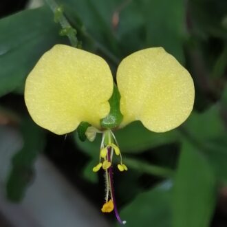 Commelina africana
