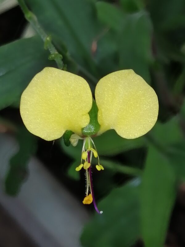 Commelina africana