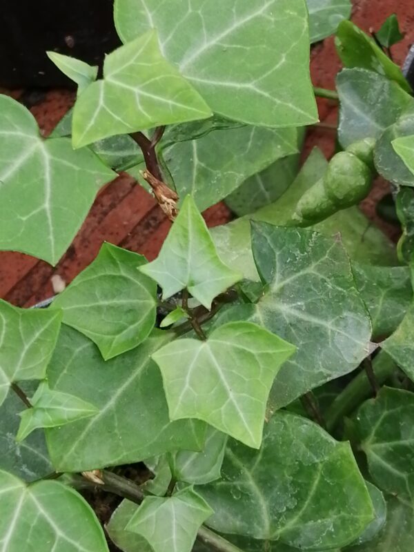 Senecio macroglossus
