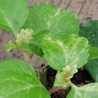 Plectranthus australis Variegato