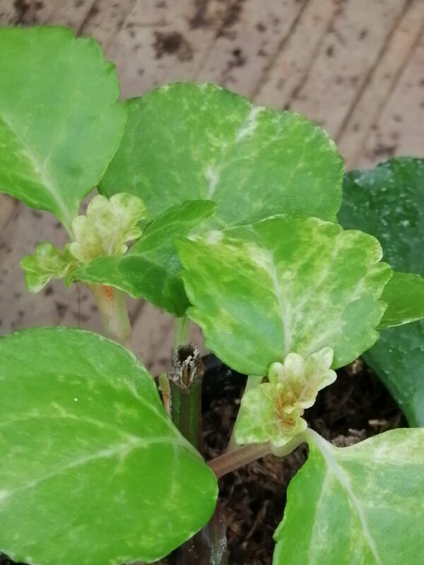 Plectranthus australis Variegato