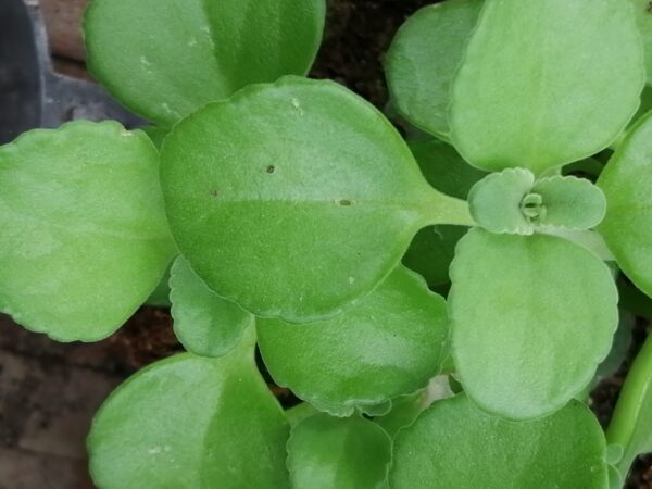 Plectranthus sp.