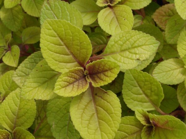 Plectranthus ciliatus 'Easy Gold'