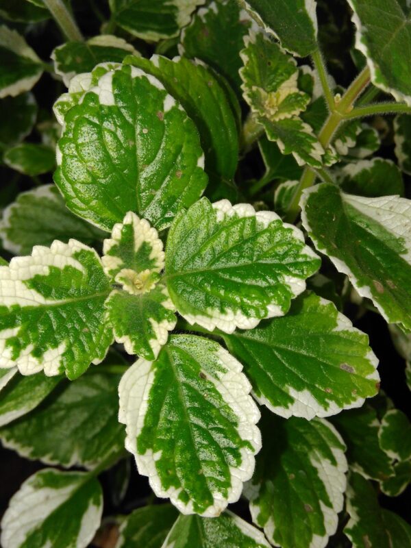 Plectranthus coleoides 'Marginatus'