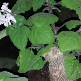 Plectranthus ernstii