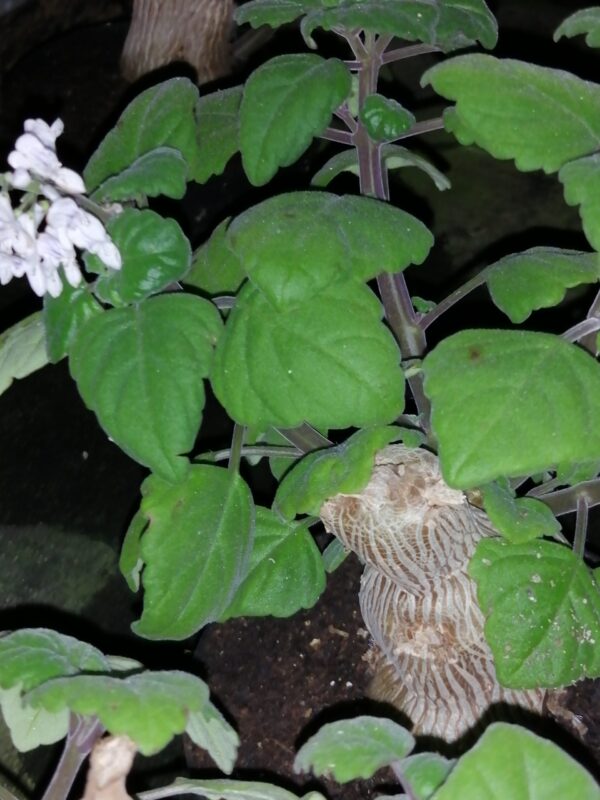 Plectranthus ernstii
