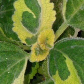 Plectranthus forsteri 'Green on Green'