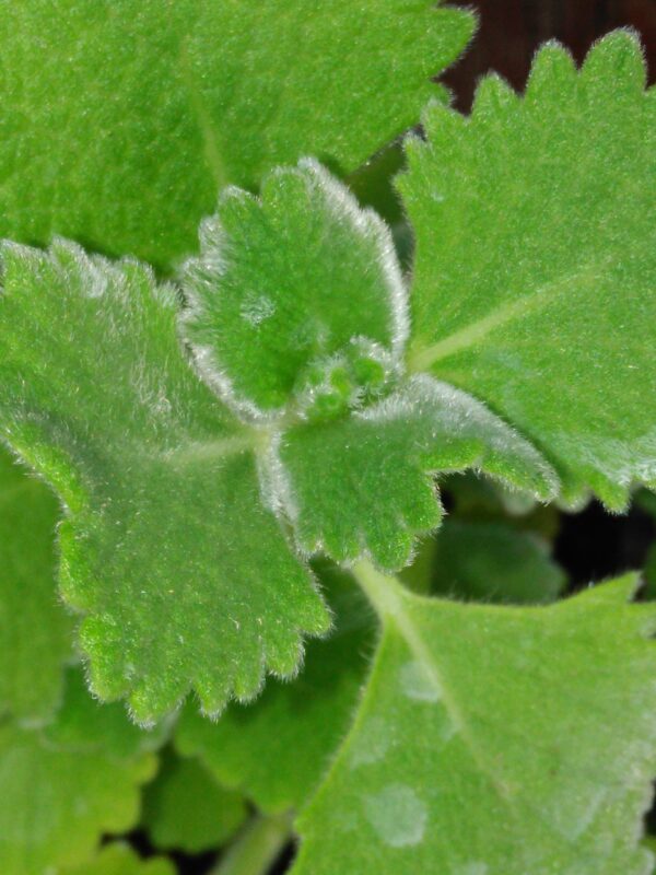 Plectranthus habrophyllus