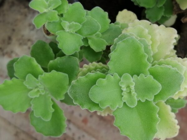 Plectranthus coerulescens