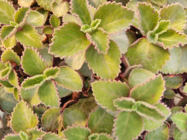 Plectranthus oertendahlii