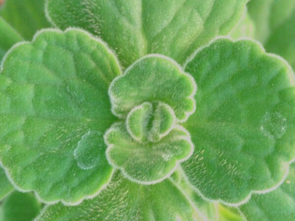 Plectranthus 'Origano Cubano'