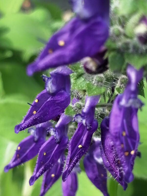 Plectranthus tenuifolius,  Isodon tenuifolius