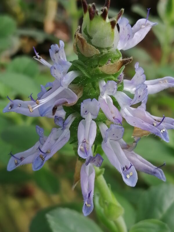 Plectranthus ornatus
