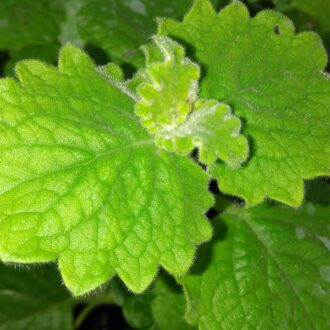 Plectranthus parvifolius