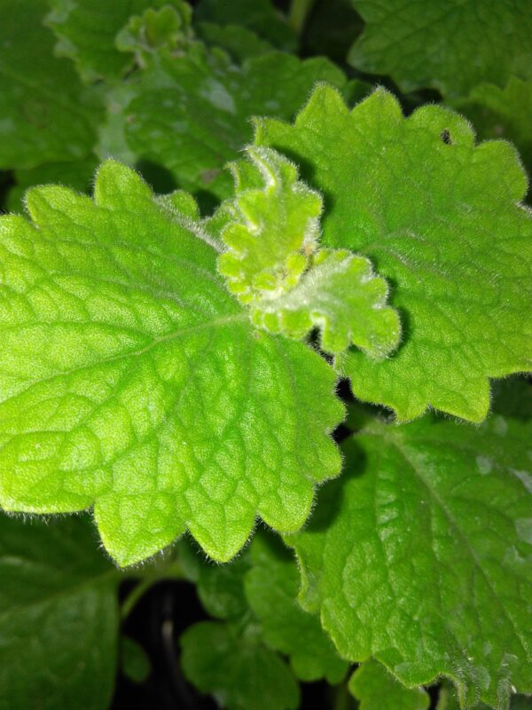 Plectranthus parvifolius