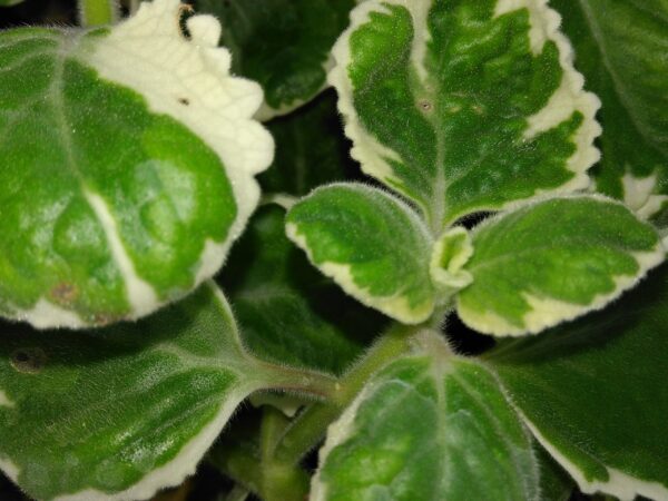 Plectranthus madagascariensis aliciae