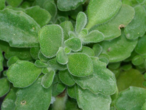 Plectranthus tomentosa, pianta del 'Vicks'