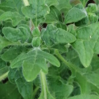 Plectranthus venteri