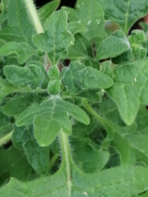 Plectranthus venteri