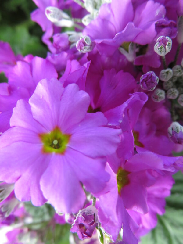 Primula malacoides