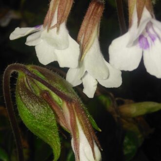 Primulina [Chirita] tamiana