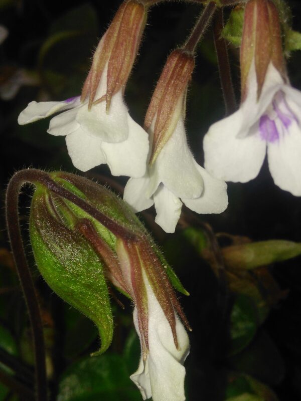 Primulina [Chirita] tamiana