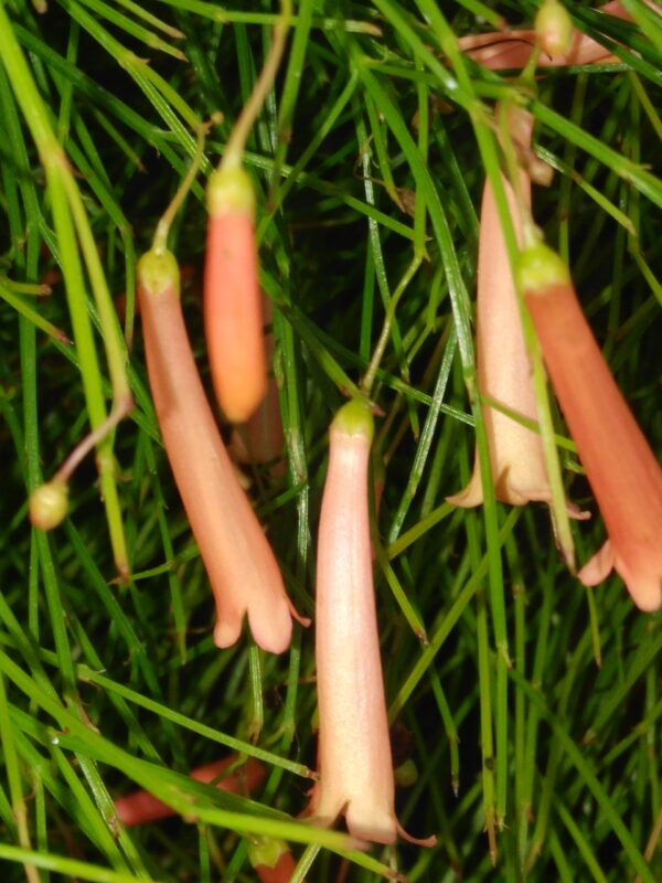 Russelia a fiore rosa