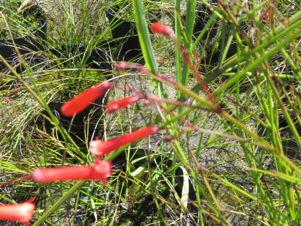 Russelia equisetiformis